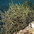 褐藻植物（読み）かっそうしょくぶつ（英語表記）brown algae
