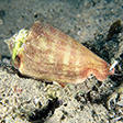 マガキガイ（英語表記）Strombus luhuanus; strawberry conch