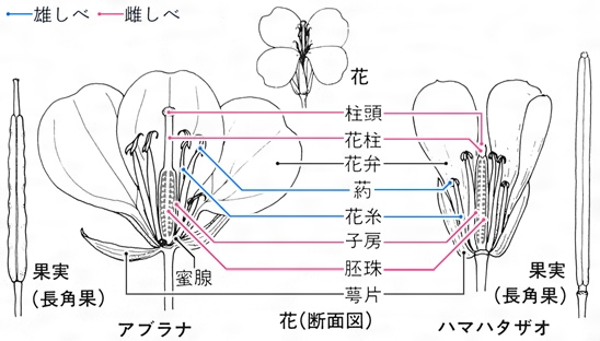 アブラナ の 花 の つくり 観察３ 花の一生 種子植物アブラナ １年理科 生物 Takaの授業記録13