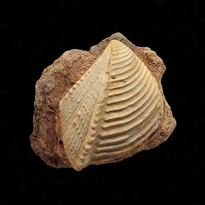 二枚貝の化石 イギリス海岸 kenza.re