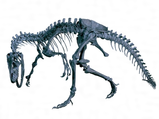 化石 骨格 標本 恐竜 アフリカ獣脚類 極美麗