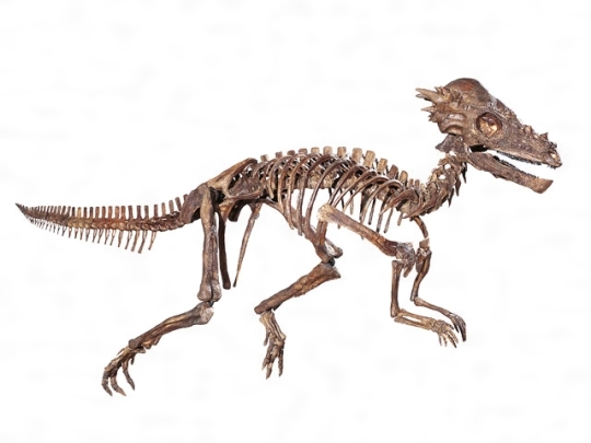 パキケファロサウルスとは コトバンク