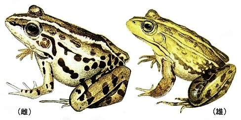 トノサマガエルとは？ 意味や使い方 - コトバンク