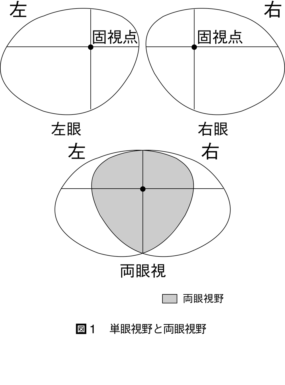 視野とは コトバンク 視野とは コトバンク