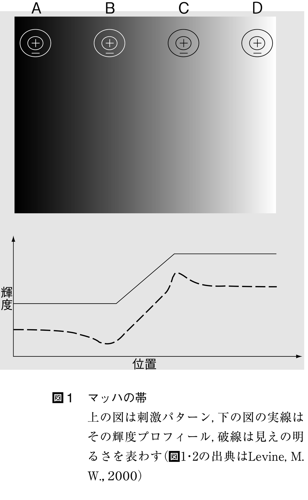 明るさの知覚とは コトバンク