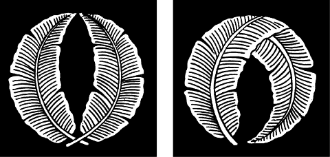 抱き芭蕉@一つ折芭蕉